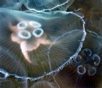 гидронические волны медузы