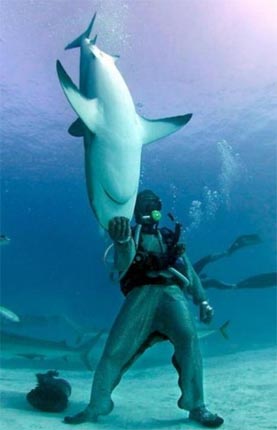 биолокатор дельфина и акулы